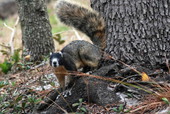 View of a Sherman fox squirrel in Florida.