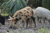 Feral hogs in Glades County, Florida.