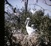 Brown pelican nestling in Port Orange, Florida.