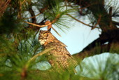 View showing a Great horned owl in Cedar Key, Florida.
