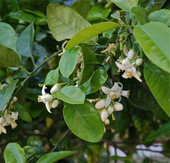 Grapefruit blossoms in Cedar Key, Florida.