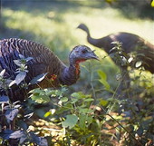 Wild turkey hen at Fisheating Creek in Glades County, Florida.