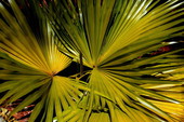 View showing palm leaves in Sanibel, Florida.
