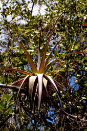 Air plant in Sanibel, Florida.