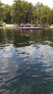 Visitors viewing manatees at Wakulla Springs.