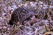 Close-up view of a Box turtle.