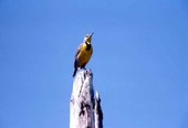 Eastern meadowlark (Sturnella magna) - Collier County, Florida.
