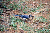 Blue Jay (Cyanocitta cristata) - Wakulla County, Florida