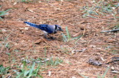 Blue Jay (Cyanocitta cristata) - Wakulla County, Florida
