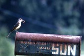 Crested flycatcher on mailbox - Alachua County, Florida.