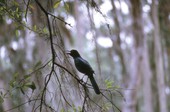 Boat-tailed grackle (Quiscalus major) - Saint Marks, Florida