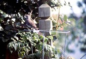 Mockingbird on tomato plant..