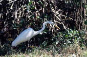 Great Egret.