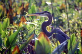 Great blue heron (Ardea herodias) - Sanibel, Florida.