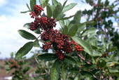 Close-up view of Brazilian peppertree in conservation area 2 - Everglades, Florida