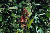 Close-up view of Brazilian peppertree in conservation area 2 - Everglades, Florida
