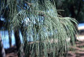 Close-up view of Australian pine in conservation area 2 - Everglades, Florida