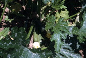 Close-up view of zucchini in a Woodville garden - Leon County, Florida.