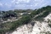Native dune at Cape Canaveral - Brevard County, Florida