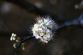 Close-up view of Chickasaw plum (Prunus augustifolia) flowers