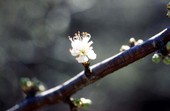 Close-up view of blooming flower on Chickasaw plum (Prunus augustifolia) branch