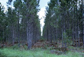 Pine Plantation..