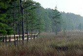 Audubon Nature Preserve in Collier Co.