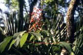 Wildcoffee plant
