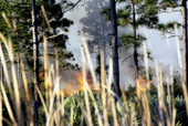 Controlled burn in eastern Orange County..