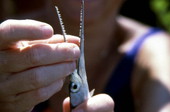 Teacher examining needle nose fish..