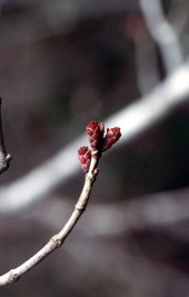 Close-up view of Swamp Maple buds