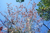 Budding Red Maple branches