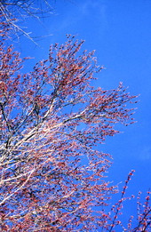 Budding Swamp Maple branches