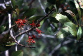 View showing the beginning growth of Red Maple seed pods