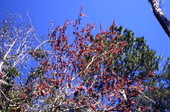 View showing Red Maple branches with growth of seed pods