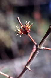 Close-up view of Red Maple showing seed pod growth