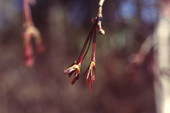View showing maturing Red Maple seed pods