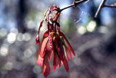 Close-up view of Red Maple seed pods
