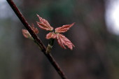Close-up view of Red Maple leaves