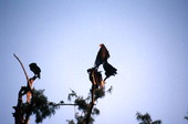 Turkey vulture (Cathartes aura) and Blackbird (Agelaius phoeniceus) in tree top