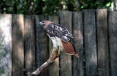 View of Red-tailed hawk (Buteo jamaicensis)