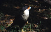 Caracara