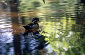 View of Wood duck (Aix sponsa) in the water.