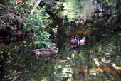 Pair of Wood ducks (Aix sponsa) in the water.