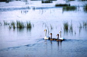 Mute swan and young at Brigantine National Wildlife Refuge near Ocean City, New Jersey