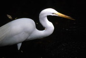 Wading egret.