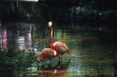 Pair of flamingos (Phoenicopteridae) - Sanibel, Florida.