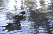 Two male Wood ducks (Aix sponsa) - Levy County, Florida.