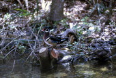 Male Wood duck (Aix sponsa) having a look around - Levy County, Florida.
