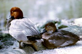 Male and female Red-headed divers (Aristonetta ferina) - Homosassa Springs, Florida.